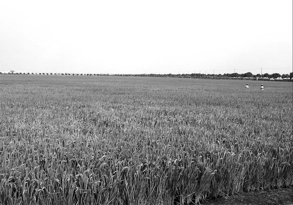 Seeds of disaster