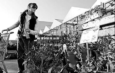 Wilting sales