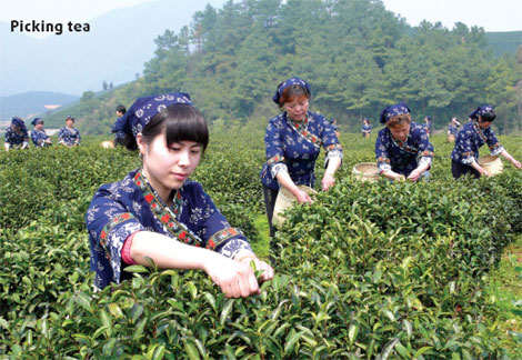 Special Supplement: Tea time