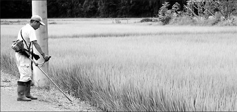 Rethinking rice