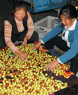 Good juju for jujubes