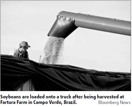 Brazilian soybean fights Asian rust