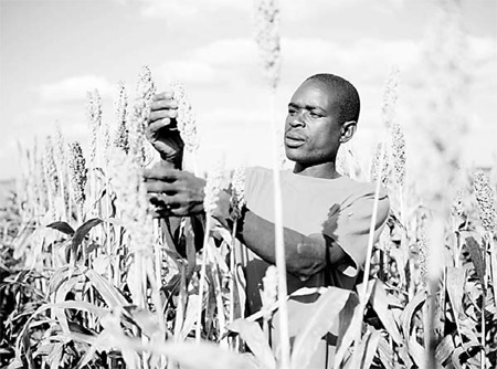 SABMiller taps Africans to grow sorghum, eyes beer potential