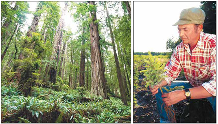 Tetra Pak supports Chinese, Swedish tree farms