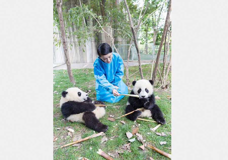 Zhou Xun visits base of giant panda in Sichuan