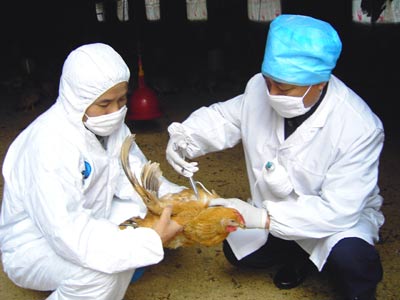 Veterinaries vaccinate a chicken in Yichang, Central China's Hubei Province in this photo taken on November 18, 2006. [newsphoto]