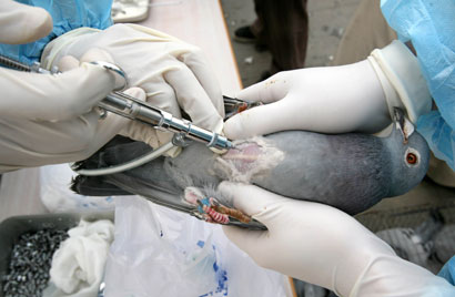 A resident's bird is vaccinated against bird flu, as arranged by the local authorities, at a park in Beijing March 31, 2006. The H5N1 bird flu virus has infected 16 people in China, of whom 11 have died. The virus is now endemic in poultry across much of the world despite widespread culling of birds and mass vaccinations of fowl.