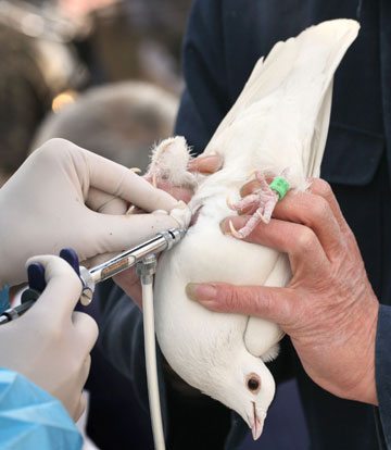 A resident's bird is vaccinated against bird flu, as arranged by the local authorities, at a park in Beijing March 31, 2006. The H5N1 bird flu virus has infected 16 people in China, of whom 11 have died. The virus is now endemic in poultry across much of the world despite widespread culling of birds and mass vaccinations of fowl.