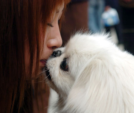 A woman kisses her pet dog at a Dog Beauty Contest in Hefei, East China's Anhui Province Sunday April 16, 2006. Some 50 dogs will compete for the titles of best image and best costume. [newsphoto]
