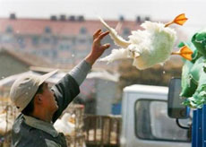 A vender unloads a duck from a truck outside a wholesale market in Nanjing, March 24, 2006. China announced on Thursday that an eight-year-old girl had caught H5N1 bird flu, reporting its second human case this month a day after a top WHO official warned the world to prepare for a long fight against the virus.