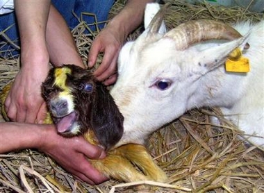 A female goat licks what is said to be a cloned boer goat minutes after giving birth to it in the hands of Chinese researchers at the Anhui Agricultural University in Hefei, eastern China's Anhui province Monday May 8, 2006. According to a Chinese website the 4-kilogram boer goat, cloned using the cell of a boer goat was conceived by another goat for 153 days. However the cloned goat died eight hours after its birth. [AP]