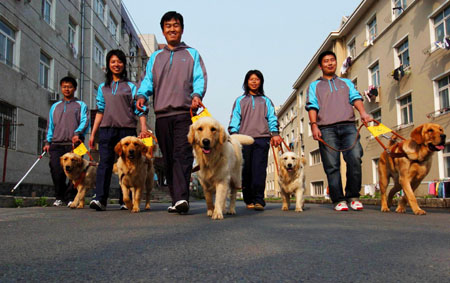 ,,seeing-eye dog,,,