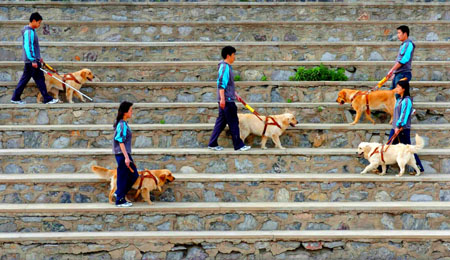 ,,seeing-eye dog,,,