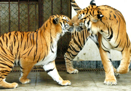 Two South China tigers flirt with each other in the South China Tiger-Breeding Base in Suzhou, East China's Jiangsu Province, May 23, 2006. The 7-year-old male tiger mates with the 3-year-old female tiger naturally, and they were not injected with any drug to provoke their instincts, said officials in the base. The South China tiger, which could be found only in China, is listed in the IUCN Red List of Threatened Species. Chinese animal breeding specialists have in the past tried a number of methods to boost numbers of animals close to extinction. [Xinhua]