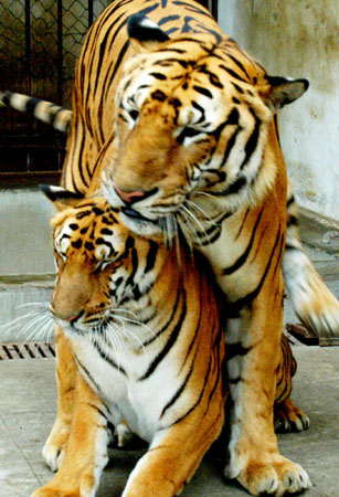 Two South China tigers mate in the South China Tiger- Breeding Base in Suzhou, East China's Jiangsu Province, May 23, 2006. The 7-year-old male tiger mates with the 3-year-old female tiger naturally, and they were not injected with any drug to provoke their instincts, said officials in the base. The South China tiger, which could be found only in China, is listed in the IUCN Red List of Threatened Species. Chinese animal breeding specialists have in the past tried a number of methods to boost numbers of animals close to extinction. [Xinhua]