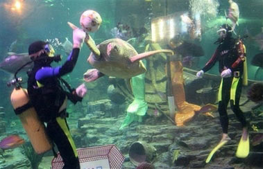 'football' game is held under water in Ocean World Park of Donghu Lake in Wuhan, central China, on Tuesday June 20, 2006. Two teams are respectively composed of marine creatures and two divers, and the referee is a 'mermaid' dressed up by a diver, said China's Xinhua news agency, which distributed this photo. (AP Photo