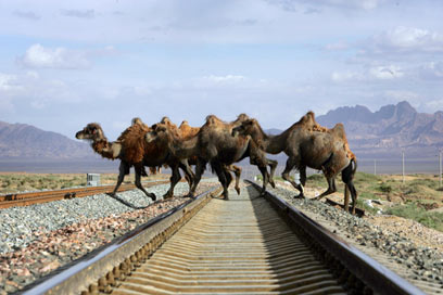 A row of camels cross a track of the Qinghai-Tibet Railway in Delingha County, Haixi Prefecture, west China's Qinghai province June 15, 2006. The Qinghai-Tibet Railway will begin trial operations on July 1, 2006. Picture taken June 15, 2006. [Reuters]