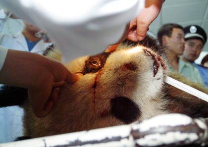 panda, giant panda, chinadaily, china daily, china