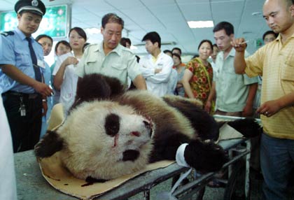 panda, giant panda, chinadaily, china daily, china
