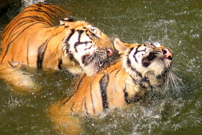Hongshan Forest Zoo,,tiger,,,