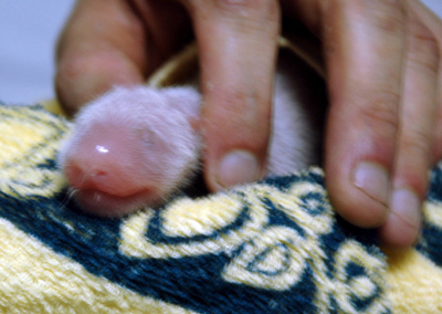 ,,Yaya,,giant panda,,