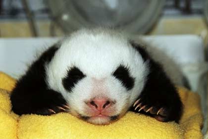 A panda cub yawns at the Wolong Giant Panda Protection Center in Wolong, southwest China's Sichuan province September 18, 2006. Picture taken September 18, 2006. [Newsphoto]