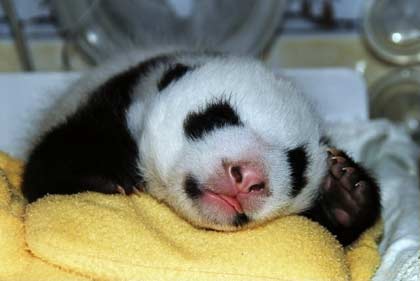 A panda cub yawns at the Wolong Giant Panda Protection Center in Wolong, southwest China's Sichuan province September 18, 2006. Picture taken September 18, 2006. [Newsphoto]
