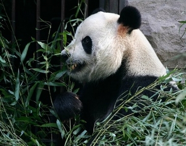 Gu Gu, a six-year-old panda, eats near the entrance to its enclosure at Beijing Zoo Wednesday Sept. 20, 2006. Police were investigating Wednesday after Gu Gu bit a drunken Chinese tourist who jumped into the enclosure and tried to hug him on Tuesday. The tourist, Zhang Xinyan, then bit the panda during a struggle, before zookeepers were able to rescue the man. (AP 