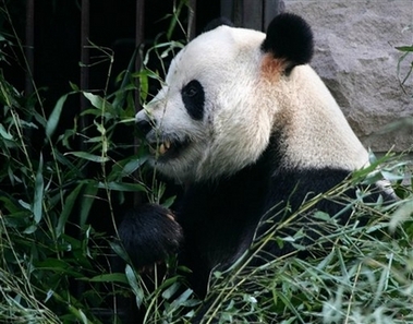 Gu Gu, a six-year-old panda, eats near the entrance to its enclosure at Beijing Zoo Wednesday Sept. 20, 2006. Police were investigating Wednesday after Gu Gu bit a drunken Chinese tourist who jumped into the enclosure and tried to hug him on Tuesday. The tourist, Zhang Xinyan, then bit the panda during a struggle, before zookeepers were able to rescue the man. (AP