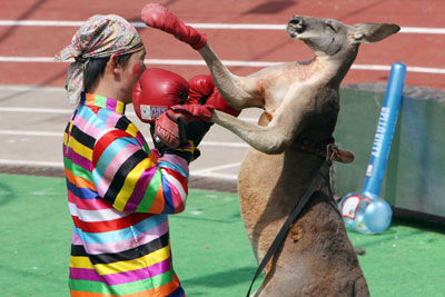 A clown boxes with a kangaroo during an animals "Olympics" performance in the Shanghai Wild Animal Park September 28, 2006.
