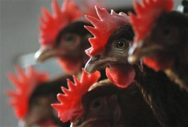 Chinese scientists identify deadly gene in H5N1