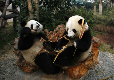 Pandas enjoy bamboo shoots