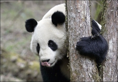 Pandas Size