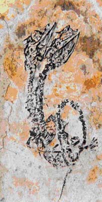The fossil of an abnormal two-headed aquatic reptile from the Early Cretaceous Period (about 120 million years old) is seen in northeastern China in this handout photo released December 20, 2006. The specimen comes from Cretaceous rocks in the Yixian Formation of northeastern China. It is now held in Shenzhen, southern China. [Reuters]