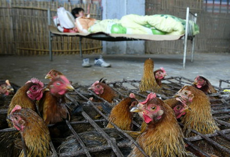 A vendor sleeps beside a cage of chickens at a market in Shanghai May 24, 2006. [Zhao Yun/Oriental Morning Post]