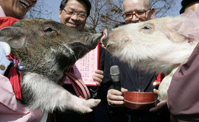 ,,wedding ceremony,year of the pig,