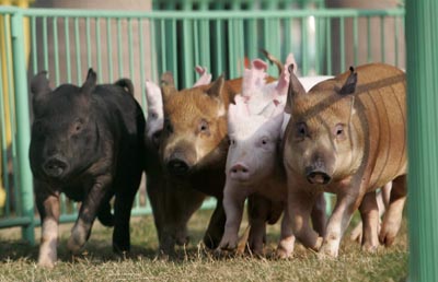 ,the year of the pig,
