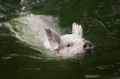 ,the year of the pig,