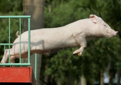 ,the year of the pig,
