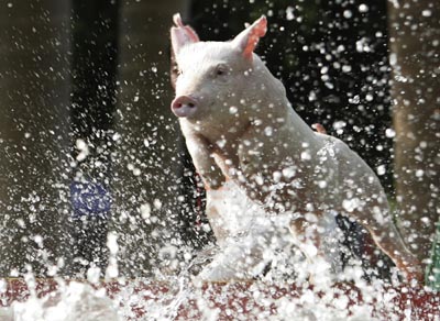 ,the year of the pig,