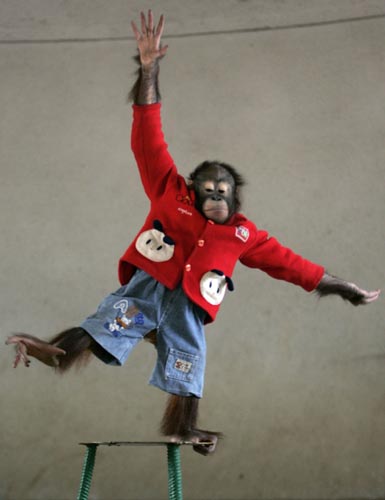 nanning,goat,monkey