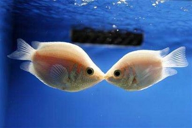 A pair of Kissing Gourami fish kiss at the Shanghai Ocean Aquarium on Valentine's Day in Shanghai February 14, 2007.