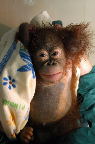 ,orangutan,