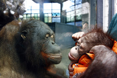 ,orangutan,