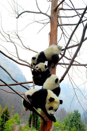 Giant pandas play on a tree at the Research and Conservation Center for Giant Panda in the Wolong Nature Reserve in southwest China's Sichuan Province, March 6, 2007.