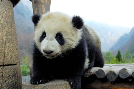 A giant panda plays at the Research and Conservation Center for Giant Panda in the Wolong Nature Reserve in southwest China's Sichuan Province, March 6, 2007.