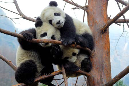 Giant pandas play on a tree at the Research and Conservation Center for Giant Panda in the Wolong Nature Reserve in southwest China's Sichuan Province, March 6, 2007.