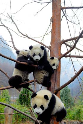 Giant pandas play on a tree at the Research and Conservation Center for Giant Panda in the Wolong Nature Reserve in southwest China's Sichuan Province, March 6, 2007.