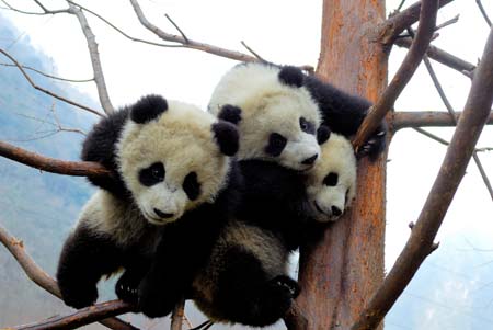 Giant pandas play on a tree at the Research and Conservation Center for Giant Panda in the Wolong Nature Reserve in southwest China's Sichuan Province, March 6, 2007.