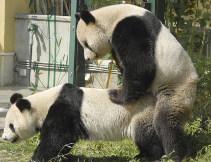 Panda couple Yang Yang and Long Hui copulate in the zoo in Vienna April 19, 2007, giving hope for the birth of a Panda cub in autumn, zoo officials said. The animals were transferred from China to Schoenbrunn Zoo in 2003, and are on loan to Austria by China for a period of 10 years. Picture taken April 19, 2007. 